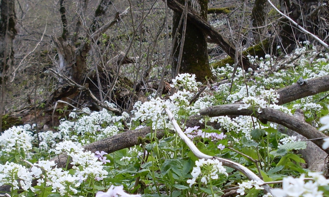 Изображение особи Pachyphragma macrophyllum.