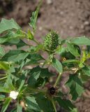 Datura stramonium. Верхушка цветущего и плодоносящего растения. Приморье, Владивосток, Ботанический сад. 23.08.2009.