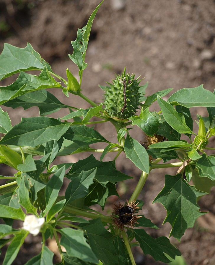 Изображение особи Datura stramonium.