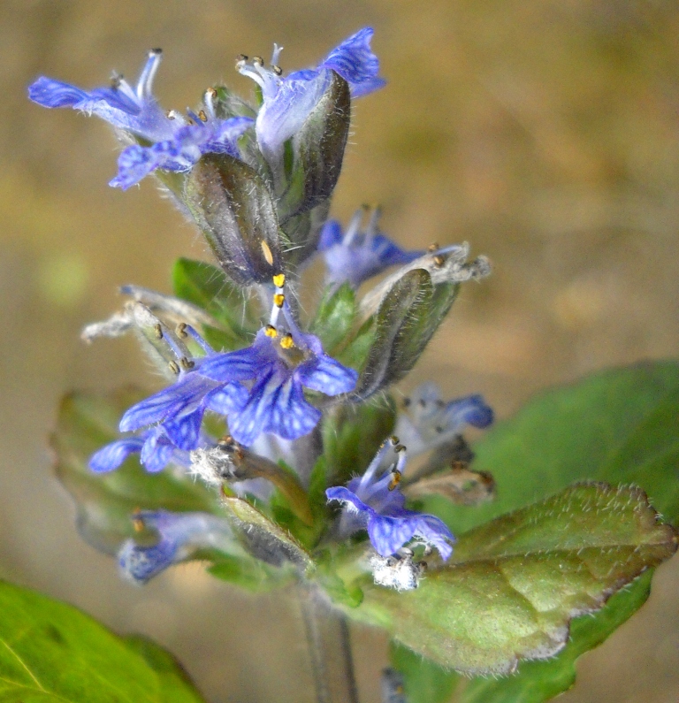 Image of Ajuga reptans specimen.