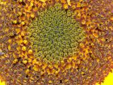Helianthus annuus. Центральная часть соцветия с завязавшимися плодами (декоративная форма \"Красный подсолнух\"). Московская обл., дачный участок. 21.08.2005.