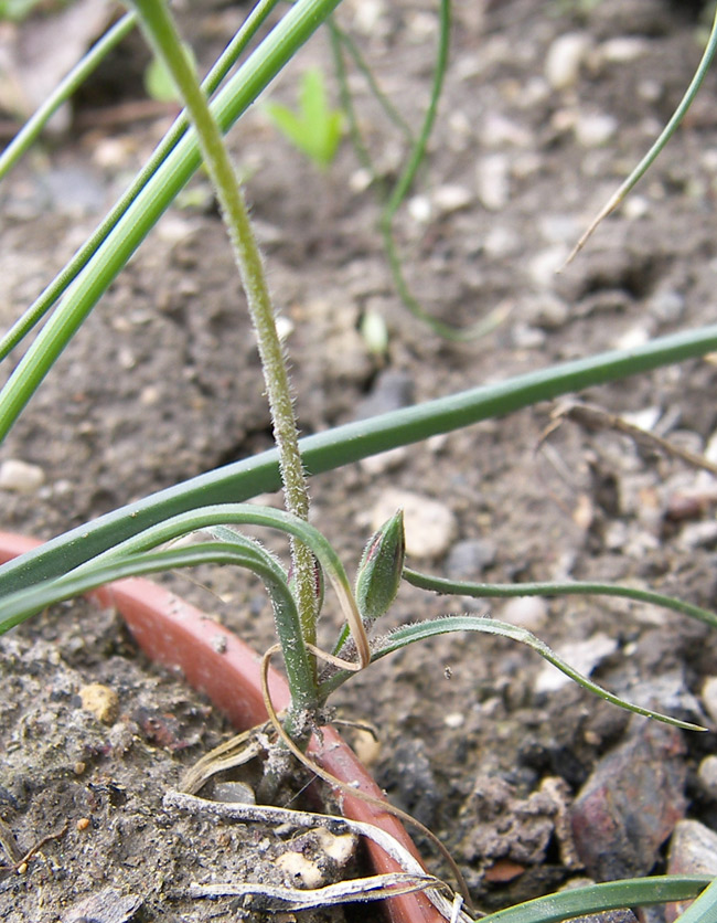 Image of Gagea alexeenkoana specimen.