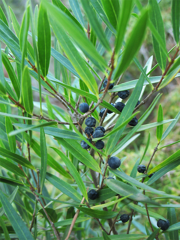 Изображение особи Phillyrea angustifolia.