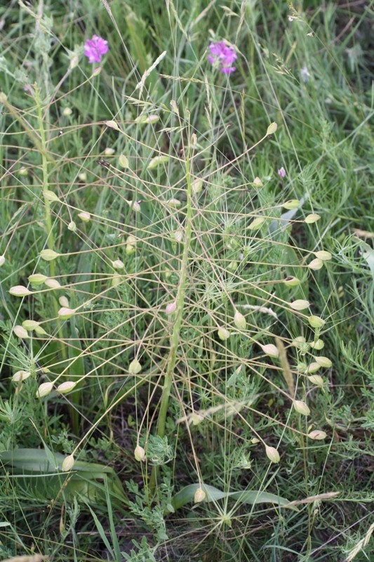 Image of Bellevalia sarmatica specimen.