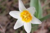 Tulipa kaufmanniana