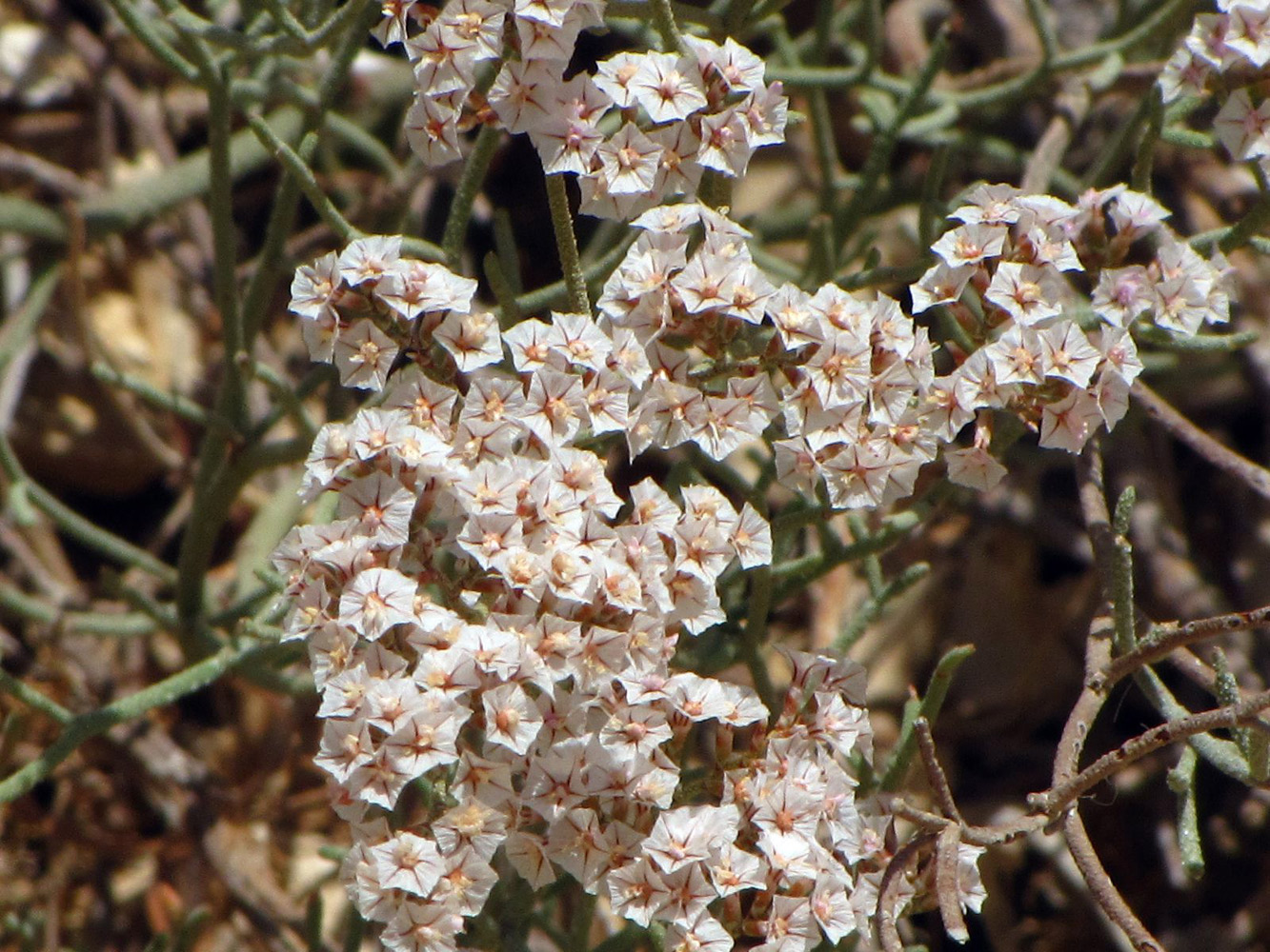 Изображение особи Limonium pruinosum.