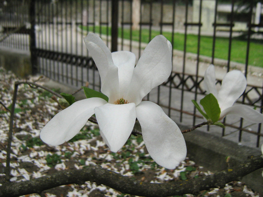Image of Magnolia × loebneri specimen.
