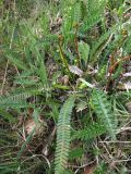 Blechnum spicant