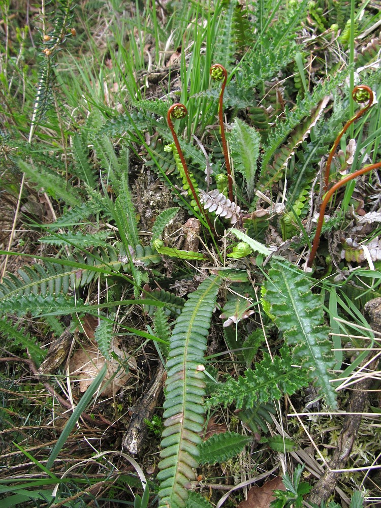 Image of Blechnum spicant specimen.