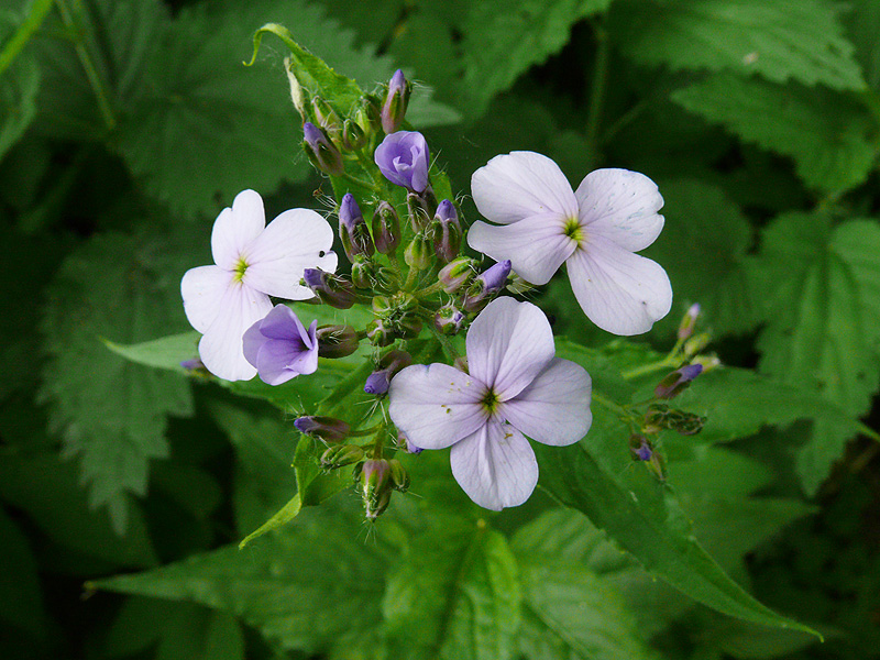 Image of Hesperis matronalis specimen.