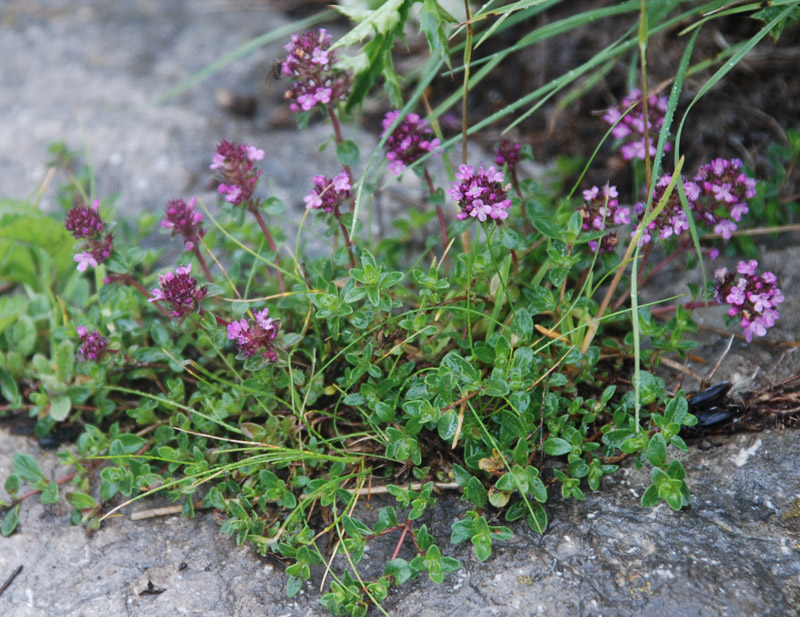 Изображение особи род Thymus.