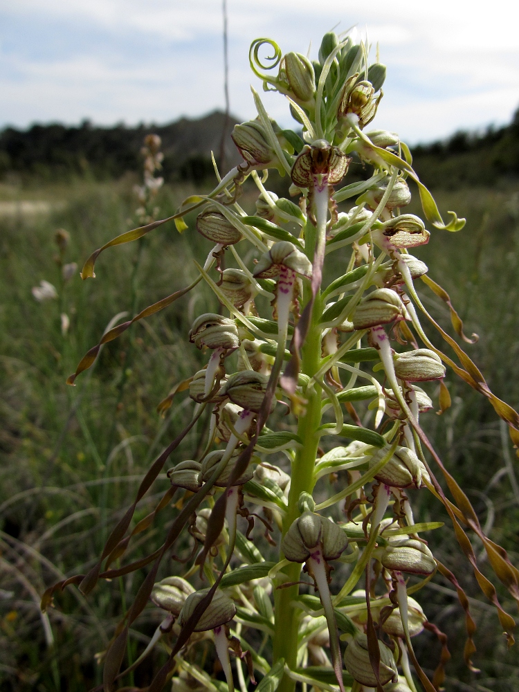 Image of Himantoglossum hircinum specimen.