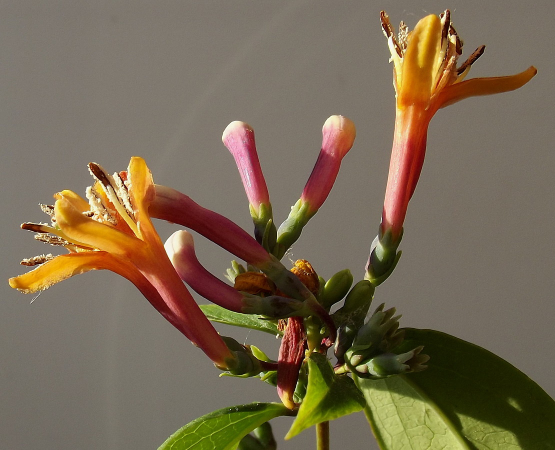 Image of Lonicera acuminata specimen.