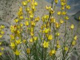 Haplophyllum monadelphum