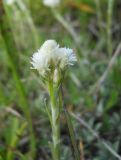 Antennaria dioica. Верхушка побега с соцветием. Крым, Ялтинская яйла. 4 июня 2012 г.
