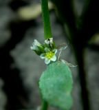 род Polygonum