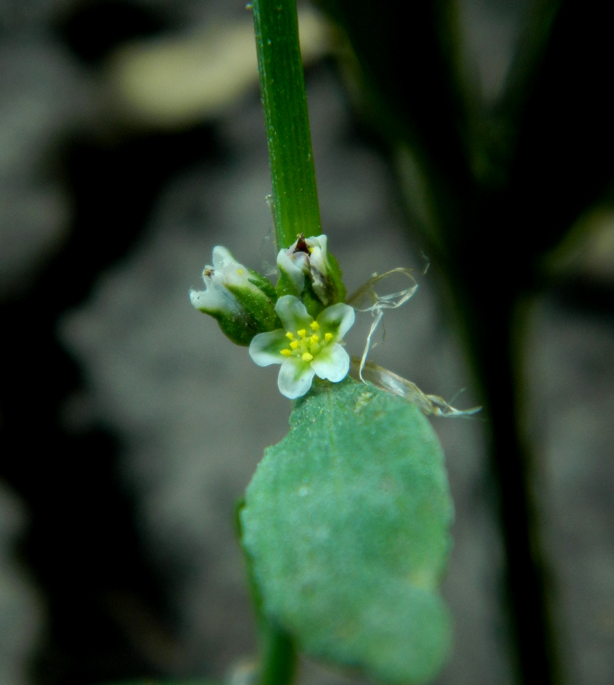 Изображение особи род Polygonum.