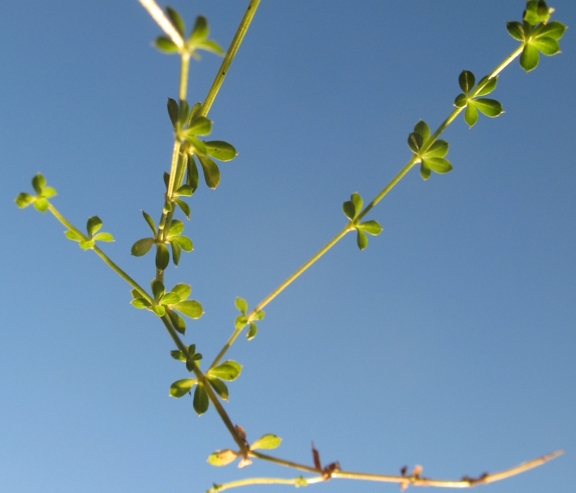 Изображение особи Galium hercynicum.