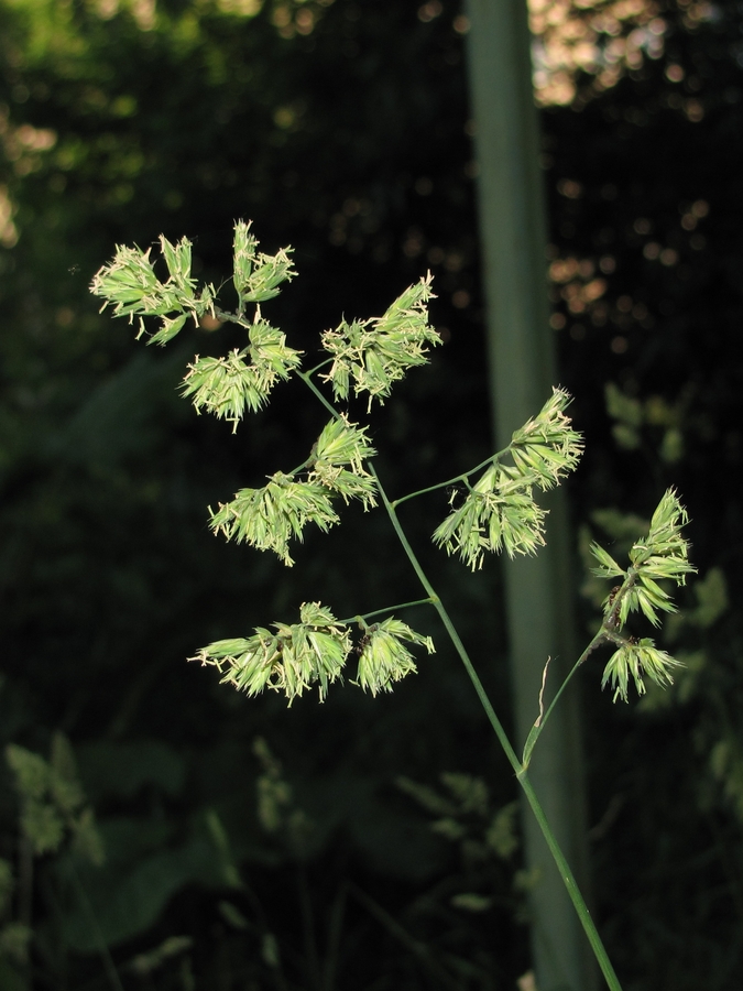 Изображение особи Dactylis glomerata.