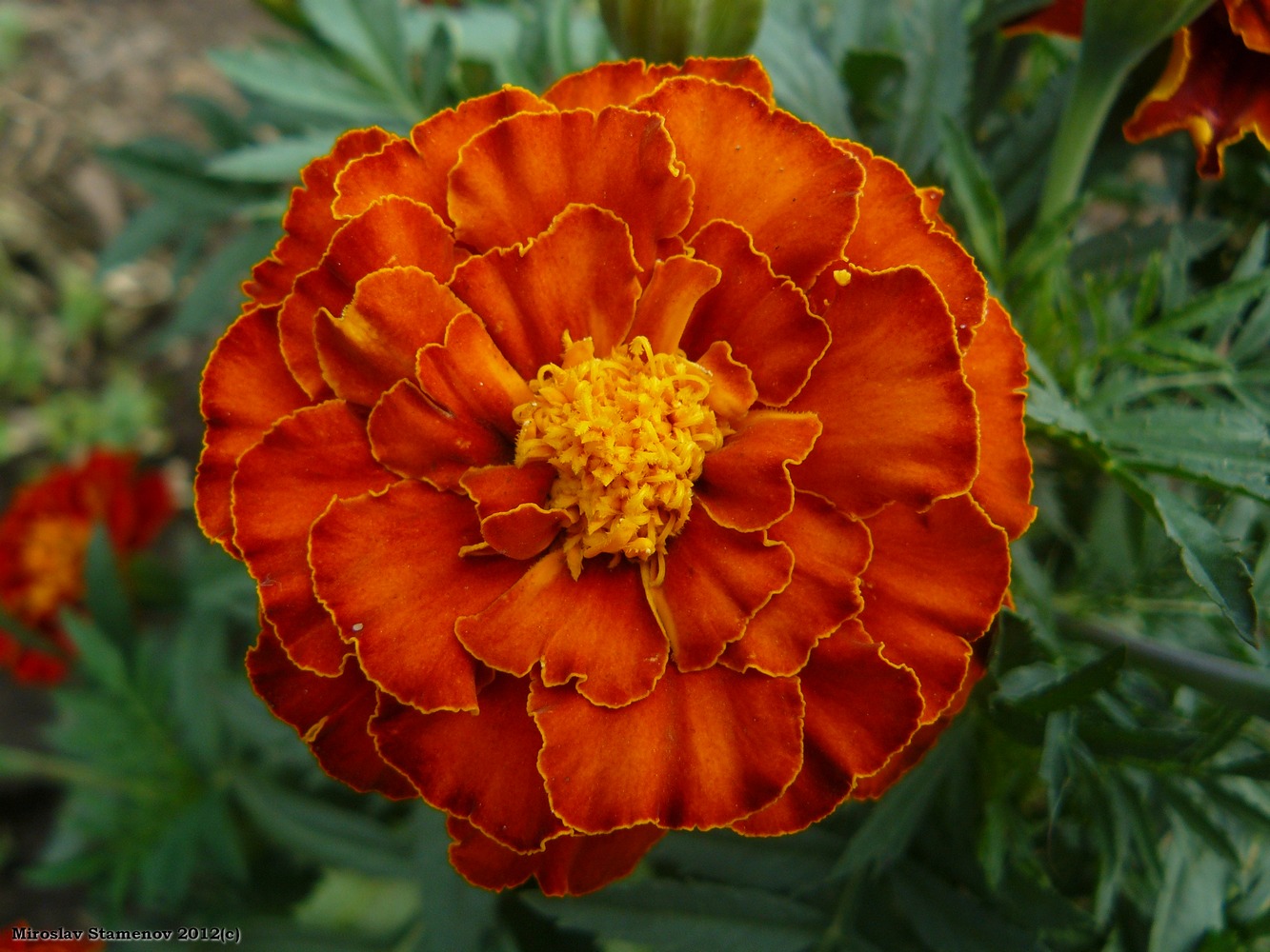 Изображение особи Tagetes patula.