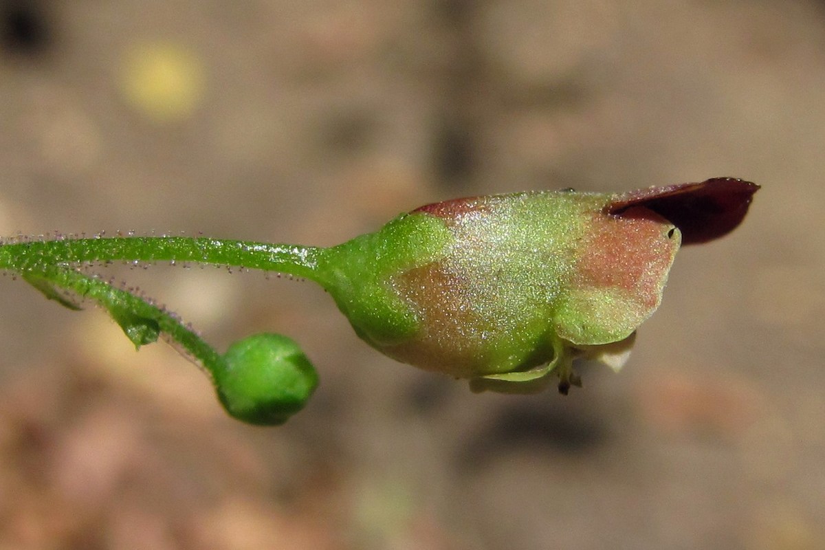 Изображение особи Scrophularia nodosa.