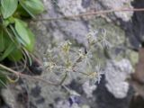 Valeriana saxicola