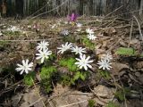 Anemone altaica