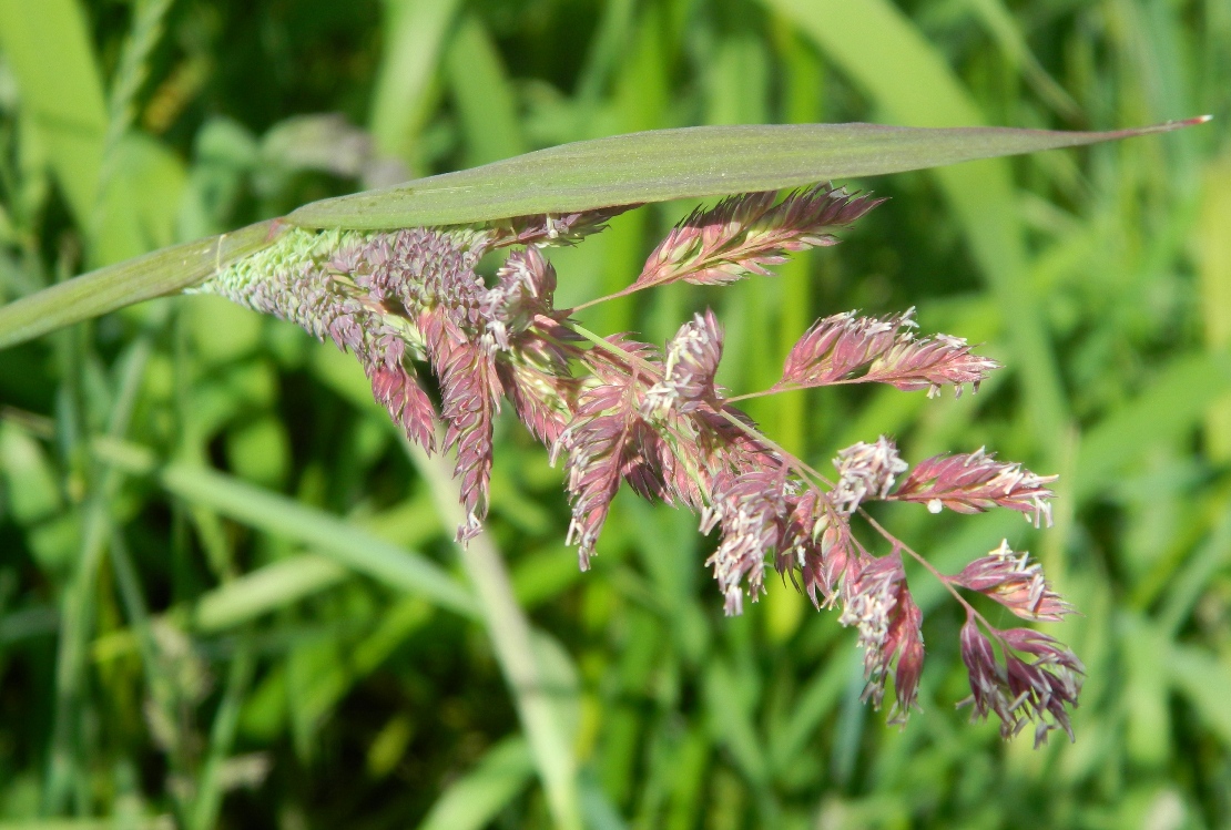 Image of Phalaroides arundinacea specimen.