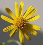 Senecio inaequidens