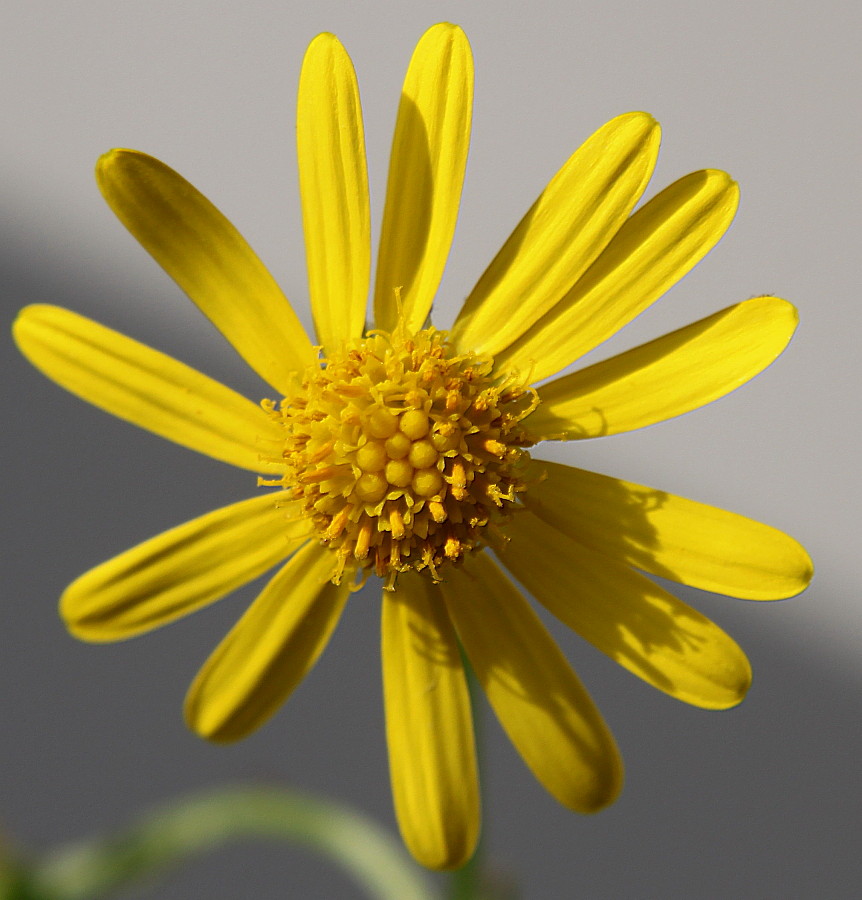 Изображение особи Senecio inaequidens.