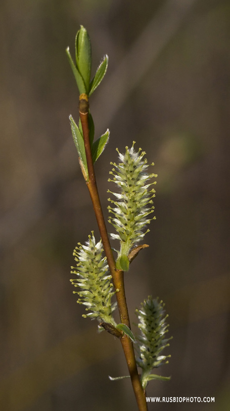 Image of Salix phylicifolia specimen.