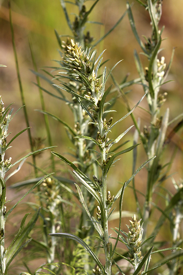 Изображение особи Omalotheca sylvatica.