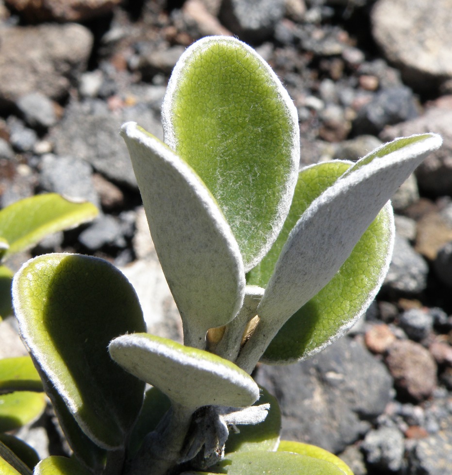 Image of Brachyglottis bidwillii specimen.