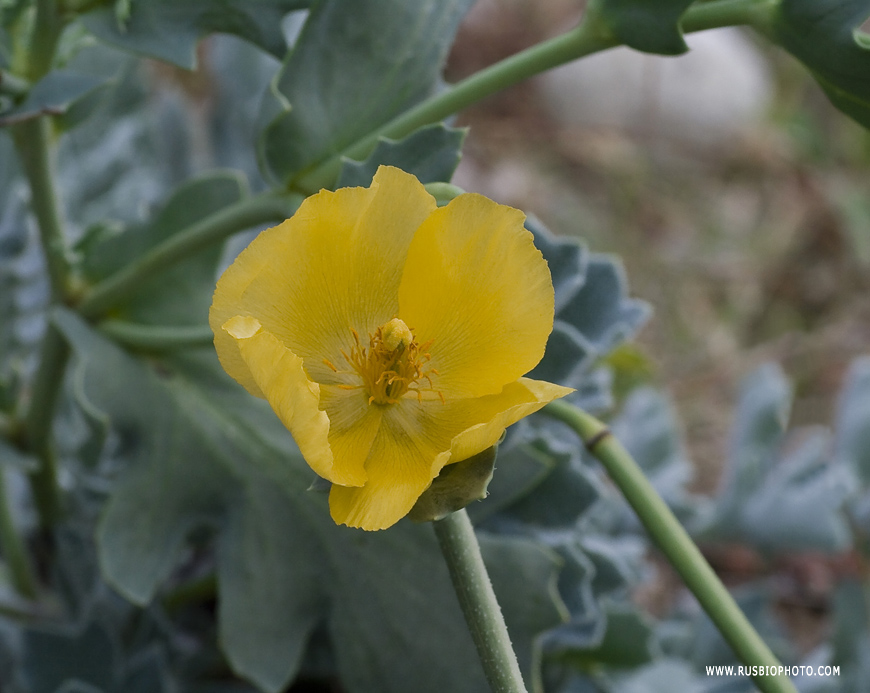 Image of Glaucium flavum specimen.