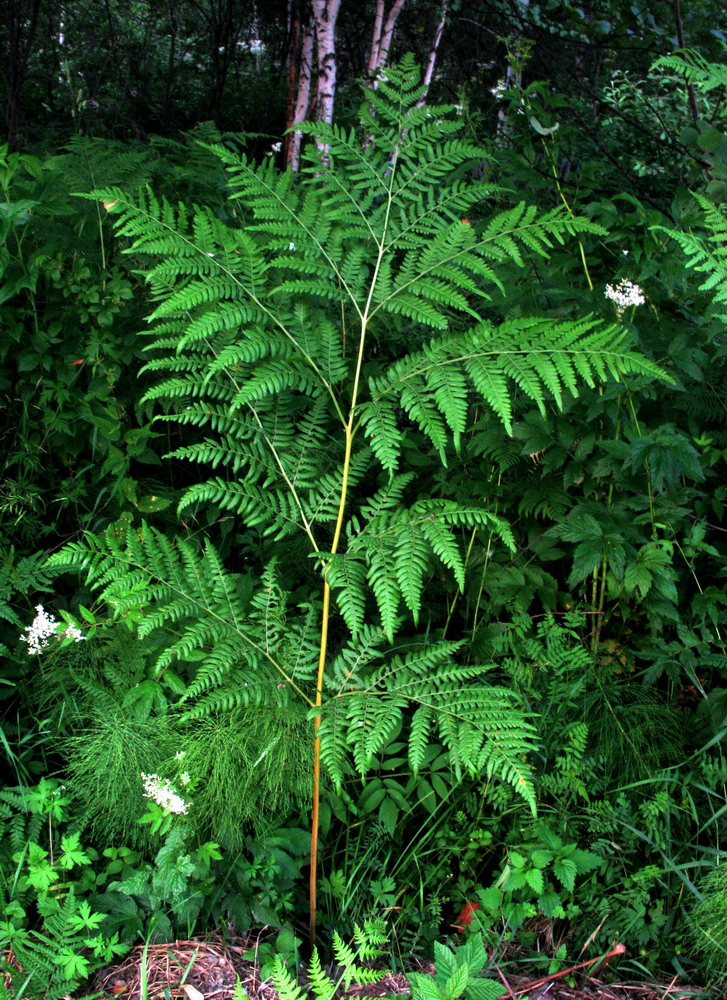 Изображение особи Pteridium pinetorum ssp. sajanense.