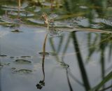 Potamogeton crispus