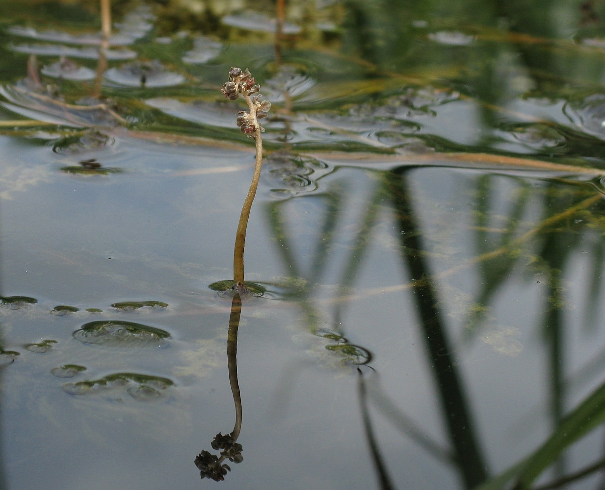 Image of Potamogeton crispus specimen.