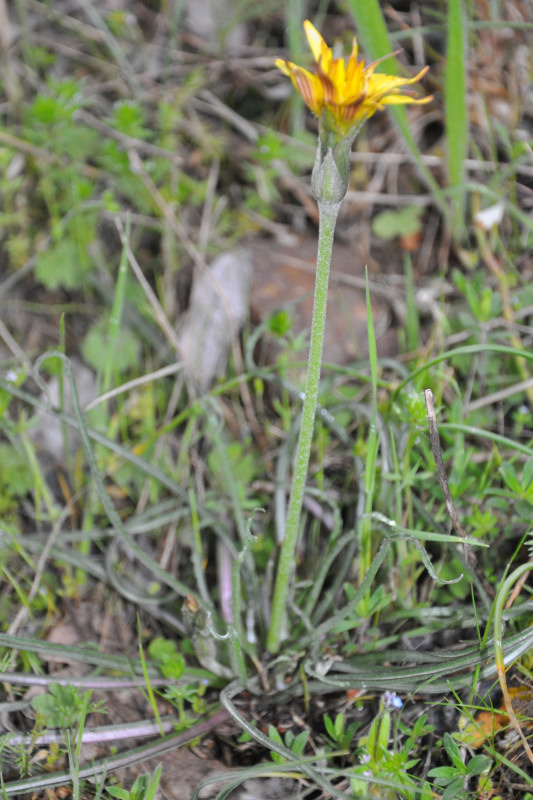 Изображение особи Scorzonera crocifolia.