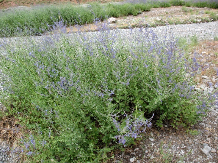 Image of Perovskia scrophulariifolia specimen.