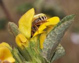 Phlomis viscosa. Цветок с самкой дикой пчелы Eucera (Synhalonia) sp. Israel, Mount Carmel. 21.05.2011.
