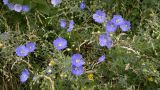 Linum baicalense