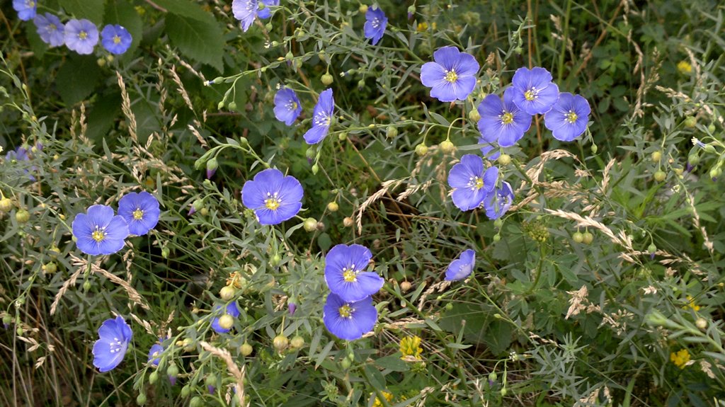 Изображение особи Linum baicalense.