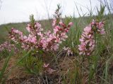 Image of taxon representative. Author is Виталий Коломийчук