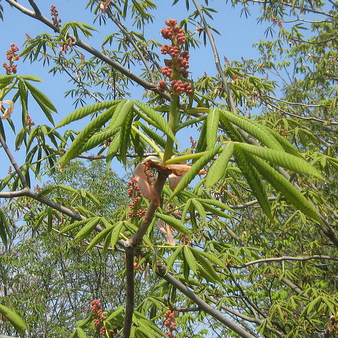 Image of Aesculus pavia specimen.