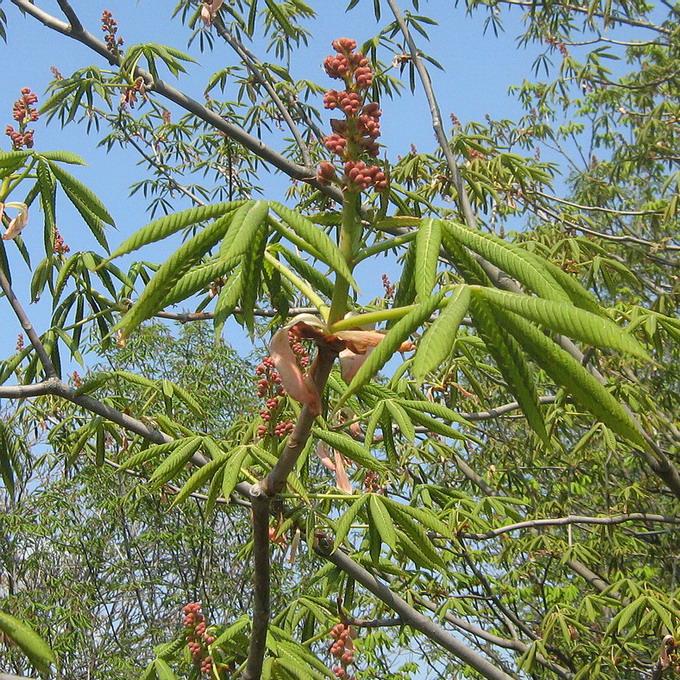 Изображение особи Aesculus pavia.