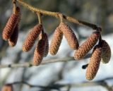 Corylus avellana