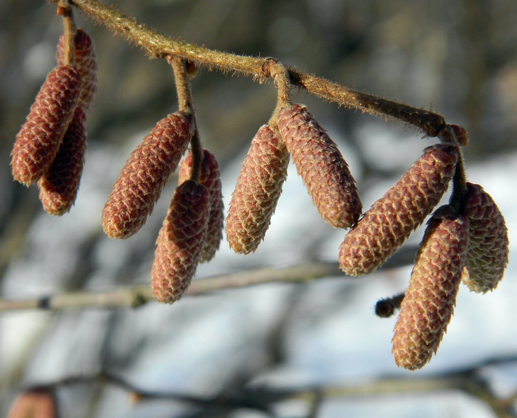 Изображение особи Corylus avellana.