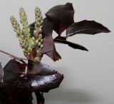 Mahonia aquifolium. Верхушка веточки с развивающимся соцветием и листьями в тёмной окраске. Германия, г. Кемпен, у прогулочной дорожки на солнечной стороне. 09.02.2013.