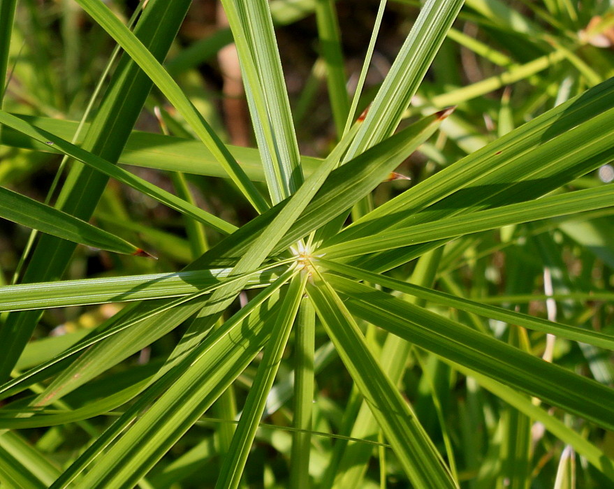 Изображение особи Cyperus involucratus.