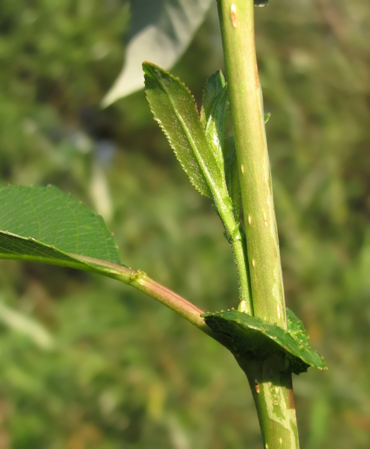 Image of Salix triandra specimen.